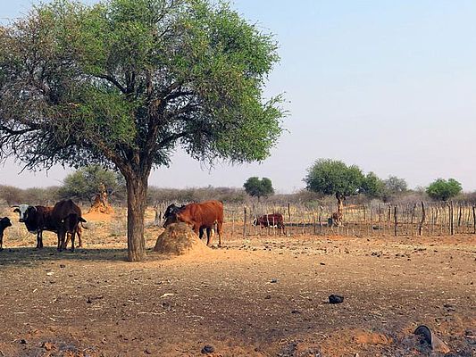 Weidetiere in der Savanne, Namibia